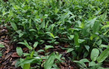 Pojeď s námi na Zanzibar ! Rehabilitačně – relaxační pobyt