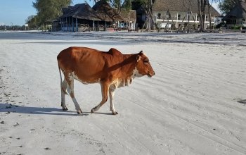 Pojeď s námi na Zanzibar ! Rehabilitačně – relaxační pobyt