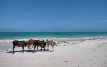 Pojeď s námi na Zanzibar ! Rehabilitačně – relaxační pobyt