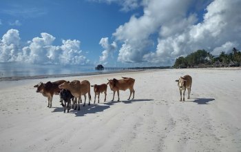 Pojeď s námi na Zanzibar ! Rehabilitačně – relaxační pobyt