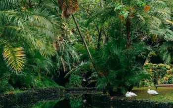 Azory, velryby a Lisabon