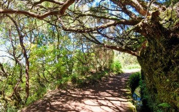 Autentická Madeira