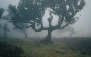 Madeira křížem krážem