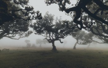 Madeira