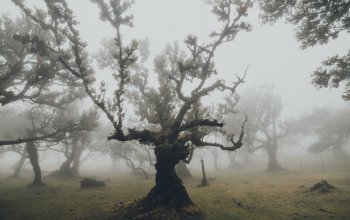 Madeira