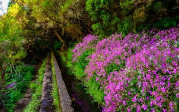 Madeira & low cost