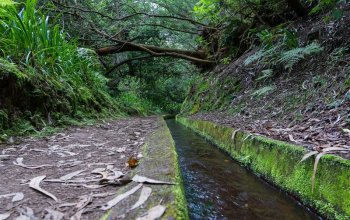 Madeira & low cost