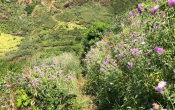 Madeira