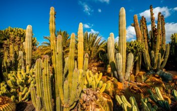 Gran Canaria: 8denní cesta