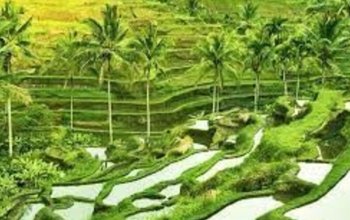 Bali na maximum