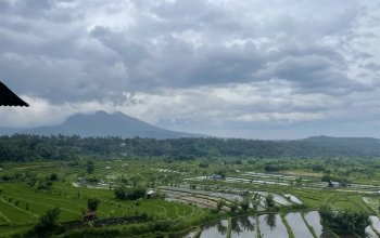 Bali na maximum