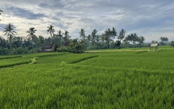 Bali na maximum