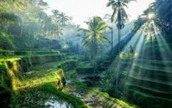 Bali na maximum