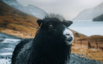 Faroe Islands