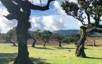 Madeira