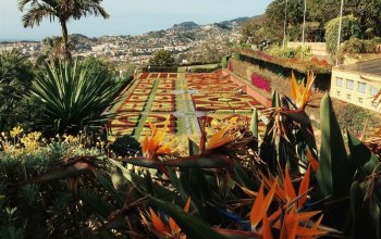 Madeira & low cost