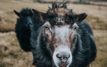 Podzimní Faerské ostrovy