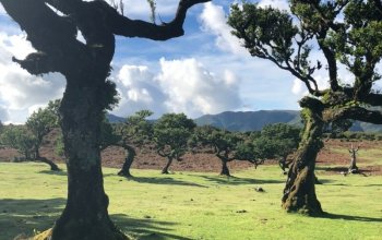 Madeira