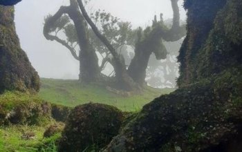Madeira dopodrobna