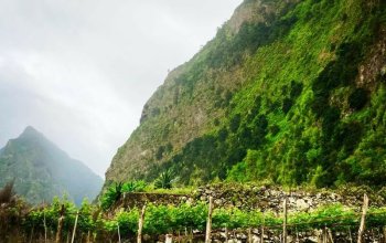 Madeira dopodrobna