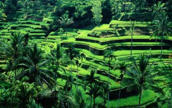 Kapr na Bali