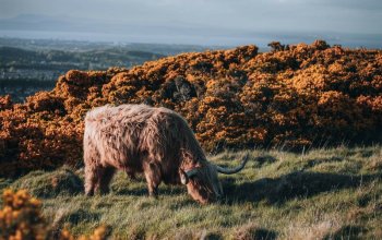Scotland & Isle of Skye
