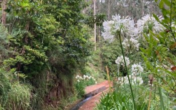 Madeira dopodrobna
