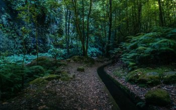 Madeira dopodrobna