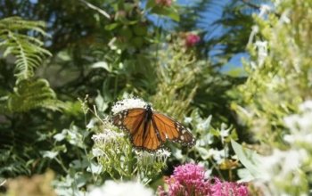 Vegan Friendly Tour Madeira