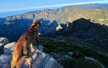 Vegan Friendly Tour Madeira