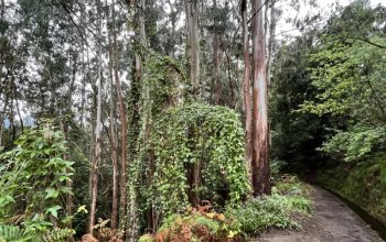 Vegan Friendly Tour Madeira
