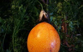 Vegan Friendly Tour Madeira