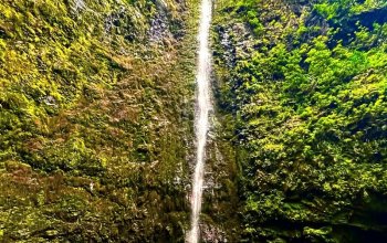 Vegan Friendly Tour Madeira