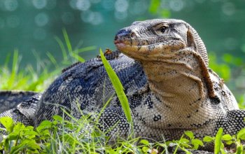 Thajská Gastro-Odyssea