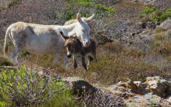 Příroda severní Sardinie