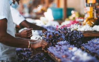 11denní okruh Srí Lankou