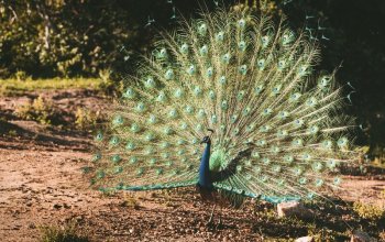11denní okruh Srí Lankou