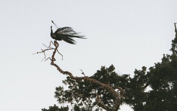 11denní okruh Srí Lankou 11denní okruh Srí Lankou