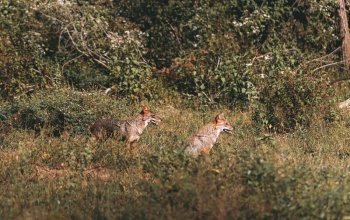 11denní okruh Srí Lankou