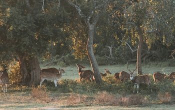 13denní okruh Srí Lankou