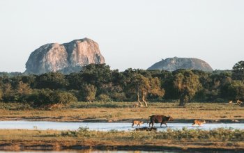 13denní okruh Srí Lankou