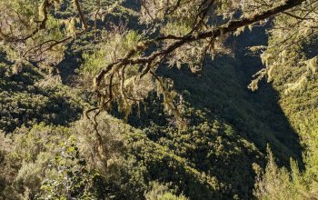 Madeira & low cost