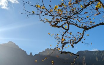 Madeira & low cost
