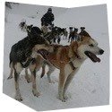 Mushing: Jízda na psím spřežení