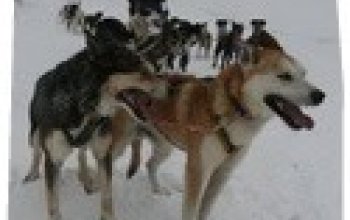 Mushing: Jízda na psím spřežení – dárek a zážitek
