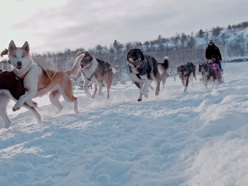 Mushing: Jízda na psím spřežení