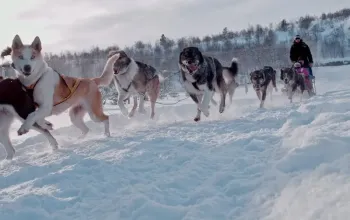 Mushing: Jízda na psím spřežení
