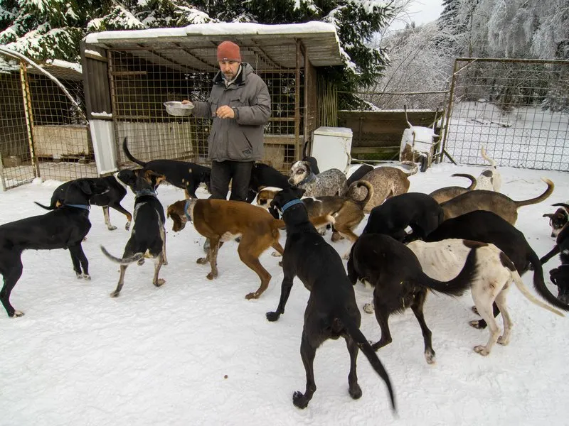 Mushing: Jízda na psím spřežení