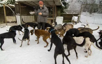 Mushing: Jízda na psím spřežení