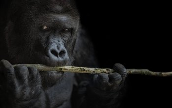 Kurz fotografování zvířat v zoo